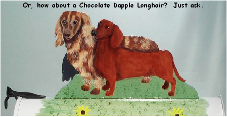Or, how about a Chocolate Dapple Longhair?  Just ask.